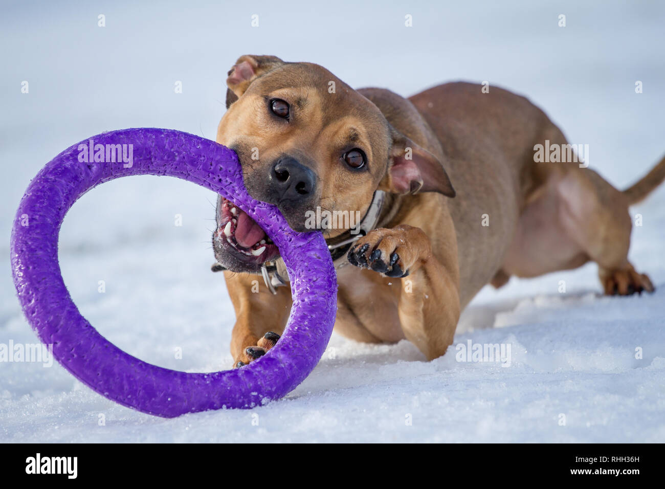 Gioco del pitbull Immagini e Fotos Stock - Alamy