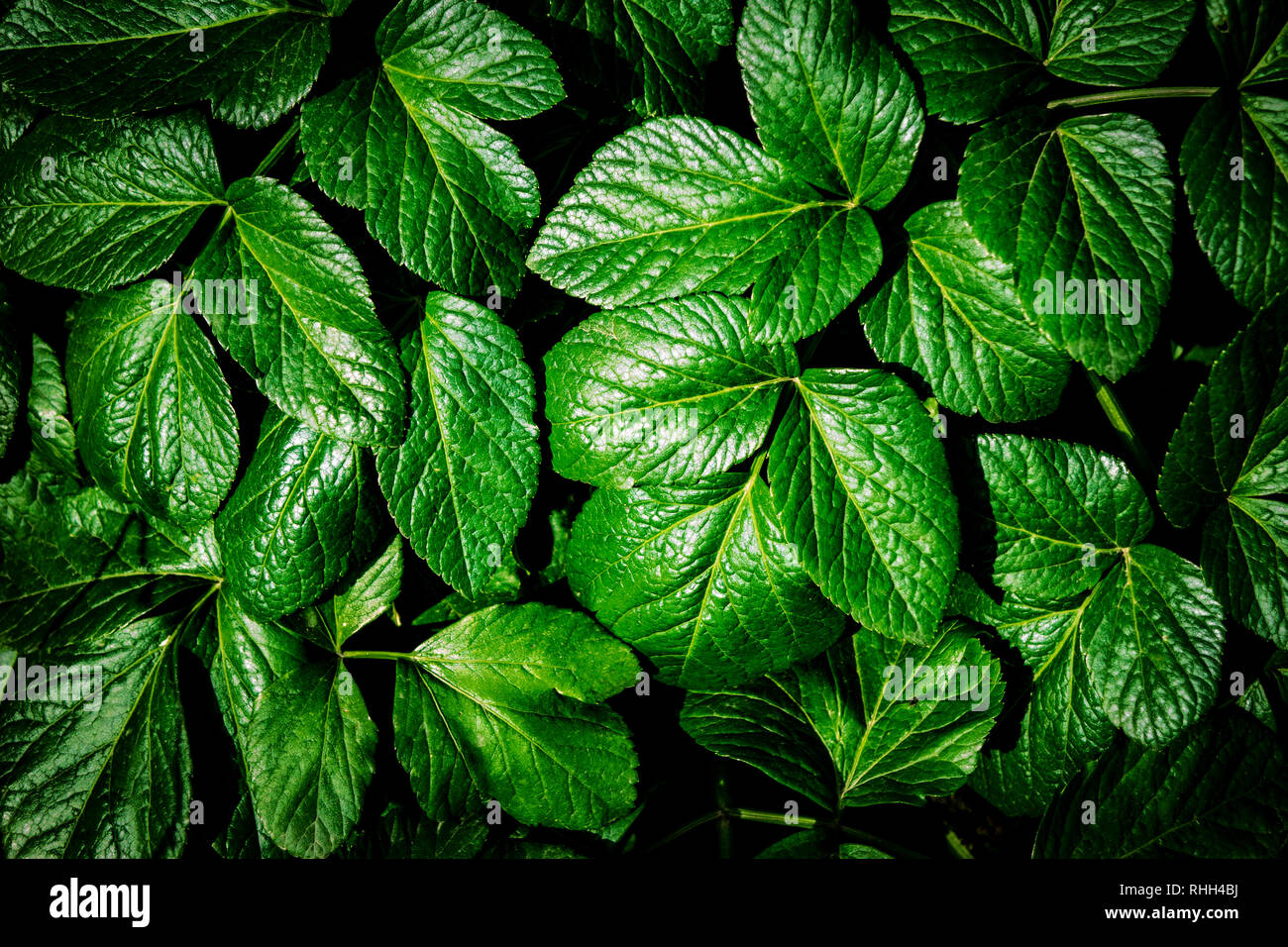 Layout creativo fatto di foglie verdi. Lay piatto. Concetto di natura Foto Stock