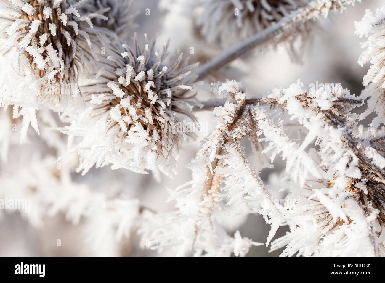 Thistle in inverno coperto di lunghi cristalli di ghiaccio dal congelamento di nebbia. Macro close up di gelo su una pianta di giardino Foto Stock
