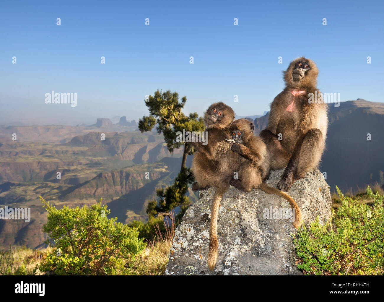 Close up di una femmina di scimmia Gelada con bambini seduti su una roccia in Simien Mountains, Etiopia. Foto Stock