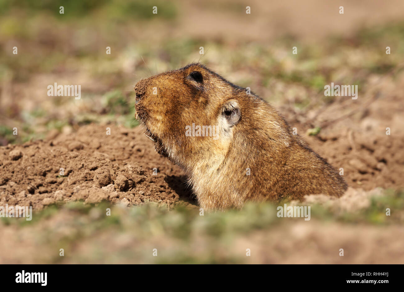 In prossimità di un grande capo-africana di mole-rat, noto anche come il gigante root-rat, Etiope African mole-RAT o mole gigante-rat in montagne di balle, Etiopia Foto Stock