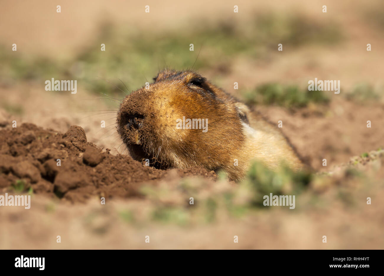 In prossimità di un grande capo-africana di mole-rat, noto anche come il gigante root-rat, Etiope African mole-RAT o mole gigante-rat in montagne di balle, Etiopia Foto Stock