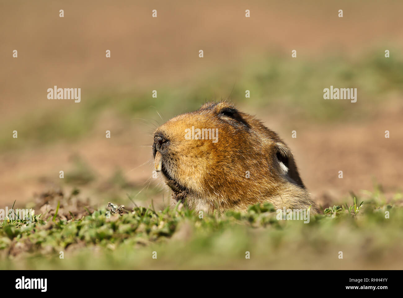 Close up di un gigante di mole-rat, montagne di balle, Etiopia. Foto Stock
