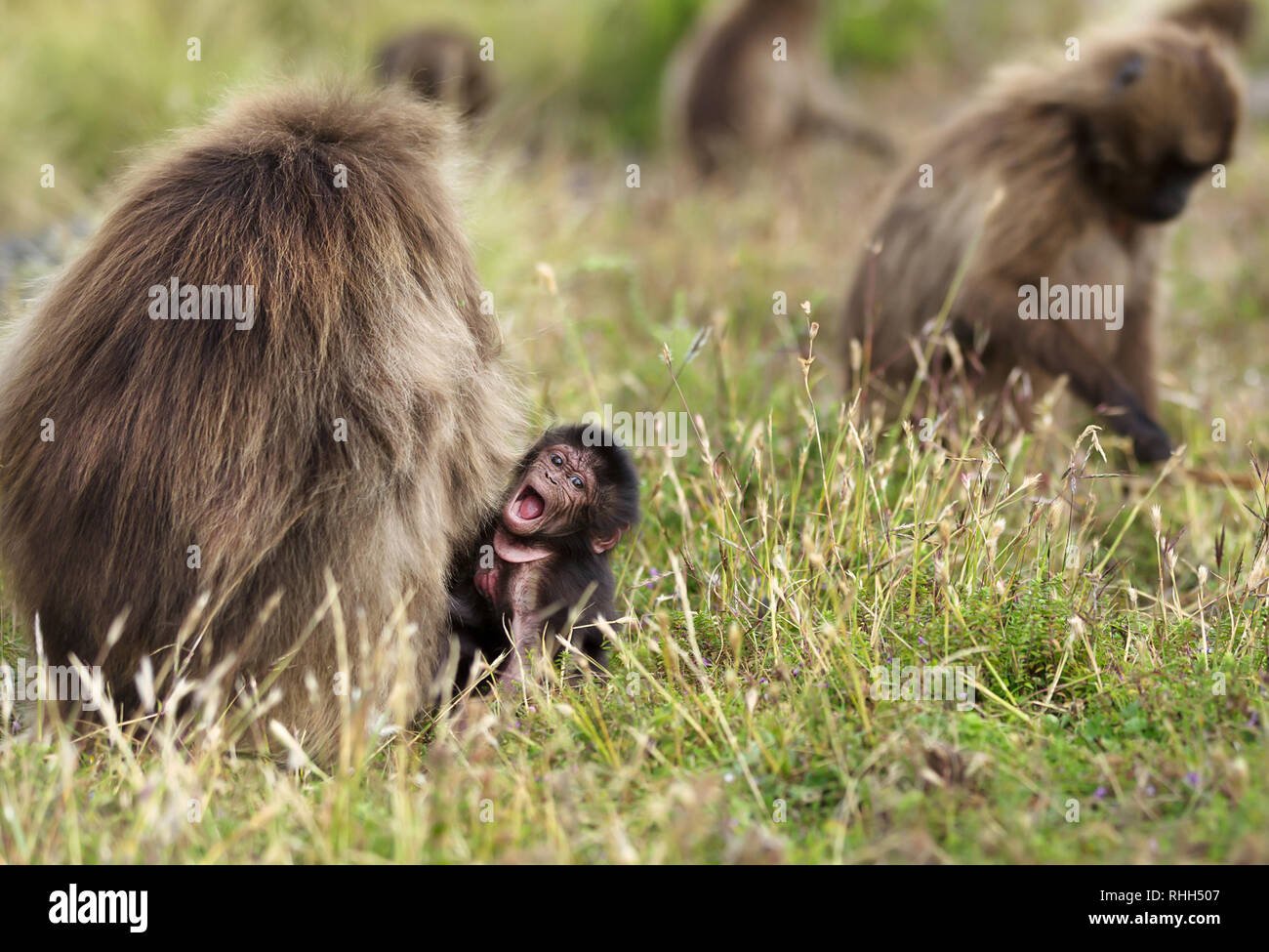 Close up di un bambino scimmia gelada seduto in erba da sua madre mentre il pascolo di erba in Simien Mountains, Etiopia. Foto Stock