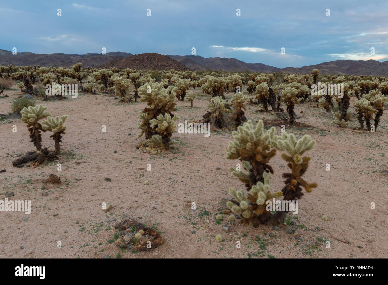 Cholla cactus garden a Joshua Tree National Park in California, Stati Uniti d'America Foto Stock