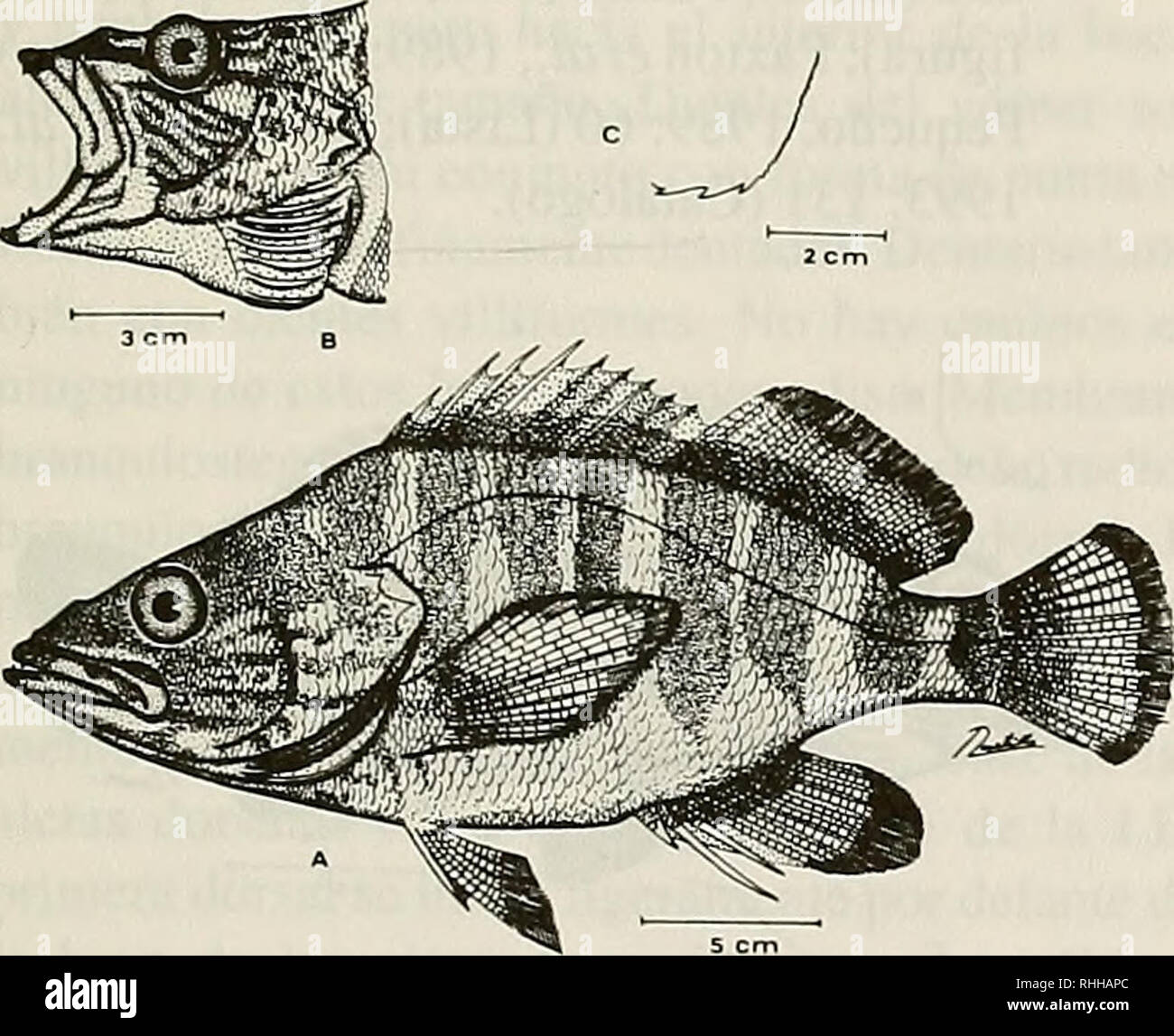 . Boletim de la Sociedad de Biología de Concepción. La Sociedad de Biología de Concepción; biologia; biologia. Bol. Soc. Biol. Concepción, Cile. Tomo 67, 1996 1875: 448 (Registro); Quijada, 1913: 20 (Catálogo) Gilbertia semicincta Giordano y Eigenmann 1888: 347 (Referencia, sinonimia); Boulenger, 1895:307 (Referencia);Steindachner, 1898: 282-283 (Descripción); Delfín, 1901: 64 (Catálogo); Rendahl, 1921a: 55 (Registro, morfología); Fowler, 1943: 74-75 (Catálo- go); Mann, 1954: 68 (Mención, clave); De Buen, 1959:42 (Lista); Sepúlveda y Peque- ño, 1985: 88 (Lista); Pequeño, 1989: 59 (Lista). Hypoplectr Foto Stock