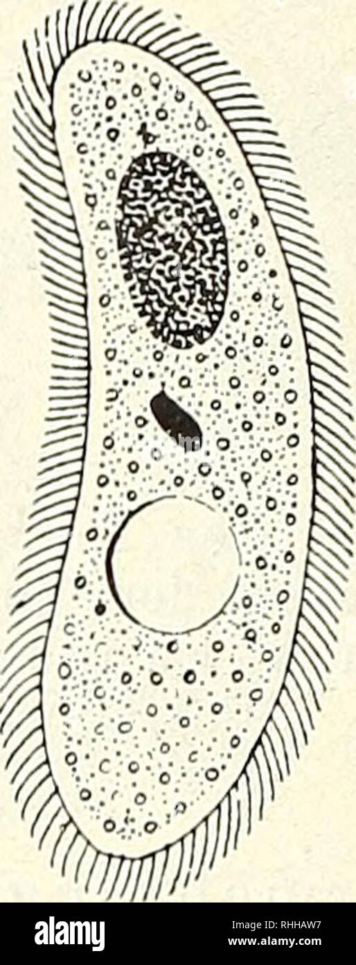 . Blätter für Aquarien- und Terrarien-Kunde. . B c Fig. 13. Schwärmer des, l'Ichthyophthirius; un vor dem Ausschlüpfen, b nach Ausschlüpfen dem von oben, c von der Seite gesehen (mit Hauptkern, Neben- kern und kontraktiler Vakuole). treten insofern einige Veränderungen auf, als der Zellkern ziemlich stark nach vorne tritt und sich sehr bald eine verhältnismässig grosse kon- traktile Vakuole bildet. Während die Wimper- härchen am lebenden Tiere etwas sichtbar sind. Si prega di notare che queste immagini vengono estratte dalla pagina sottoposta a scansione di immagini che possono essere state migliorate digitalmente per la leggibilità - colorazione Foto Stock