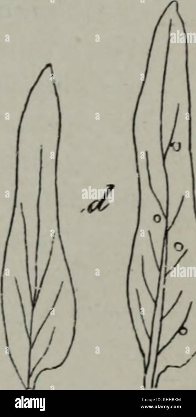 . Boletim do Museu Goeldi (Museu Paraense) de Historia naturale Ethnographia e. Storia naturale; Etnologia. Fig. 6 La Fig. 6. - Jussiaea Michelii Hub. d. sp. - Un, uma f!ôr, sem pétalas e androceo; 6, pétalas; c estames; d, braotéolas. /. Filiformem Mich afíinesque intermédia. In memo- riam Marci Micheli Onagracearum brasiliensium mo- nographi sagacis denominata. Esta nova espécie que parece bastante frequente nas praias do Uca vali foi colleccionada pequena na praia defronte de Contâmana, lo X 1898. Come Jussiacas são, pela multiplicidade das espécies e pela copia indivíduos dos, come plantas annuaes Foto Stock