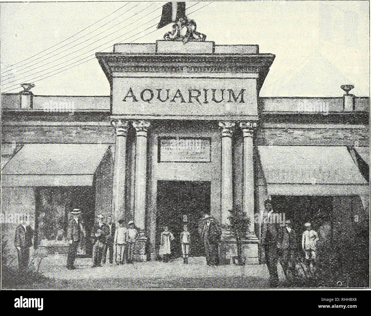 . BlÃ¤tter fÃ¼r Aquarien- und Terrarien-Kunde. 618 Paolo Kammerer: Das Aquarium auf dem Lido. verstehen, oder die Becken sind âdekoriert", dann ist einem aber die Kaklheit lieber. Denn Steck- muschelschalen, in BimsteinklÃ¶tze, die ihnen als Sockel dienen, eingerammt und pfeilerartig' die beiden Seiten eines in der Mitte aufgeschichteten Haufens runder Kiesel flankierend, auf denen onu- glÃ¼ckliche Aktinien mit Darm herausgestÃ¼lpten- rohren liegen (nicht etwa mehr festsitzen), das ist denn doch ein gar zu trauriger Anblick. Von den auf den Reklamezetteln angekÃ¼ndigten âlebenden Pflanzen d Foto Stock