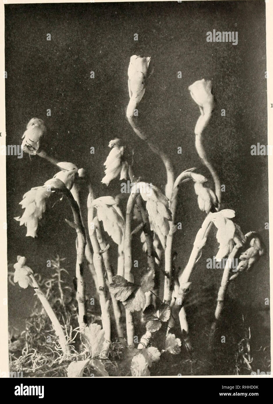 Calumet Peace Immagini E Fotos Stock Alamy