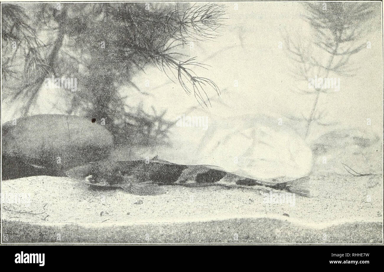 . Blätter für Aquarien- und Terrarien-Kunde. 266 Il Dott. Paul Kammerer: Donaubarsche. barsche in verschiedenen Stellungen von oben, unten und im Profil, nebst Detailbildern ihrer Köpfe wiedergeben. Die Abbildungen, welche meine vorliegenden Zeilen begleiten, daher dürfen das Recht für sich in Anspruch nehmen, die ersten zu sein, welche nach lebenden Aspronen in naturgemässer Um- gebung und Köperhaltung angefertigt sind. È stato die körperlichen Merkmale un- belangt, così hat Labonte (a. a. O. S. 447) ganz recht, wenn er sagt, dass eigentlich nur die Anzahl der Stachelstrahlen in der abgehobene Querbinde Foto Stock