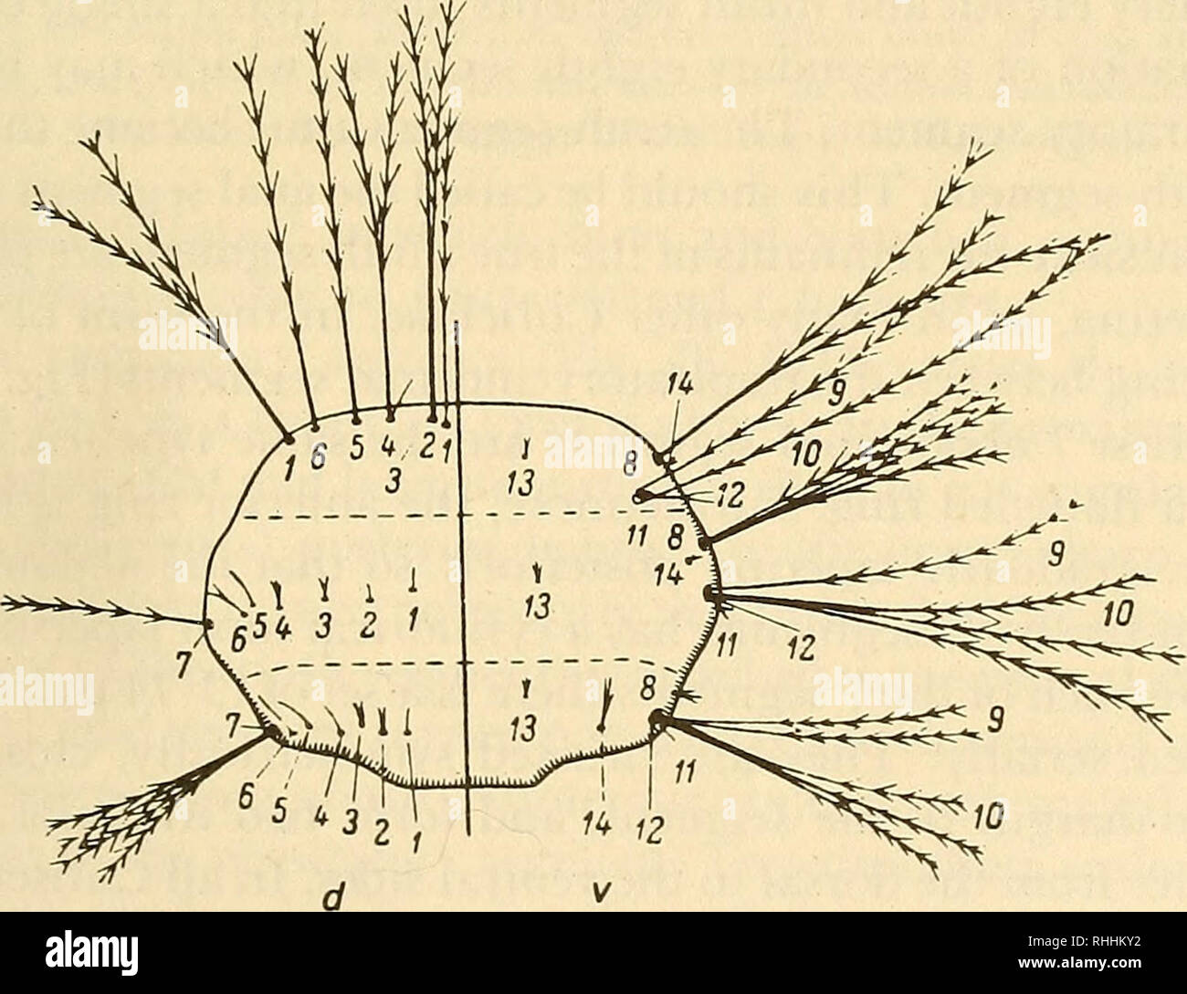 . Sangue-succhiando mosquitoes della subtribe Culisetina (Diptera, Culicidae) nel mondo della fauna. Le zanzare. 81 Culiseta s. str., il prothoracic setae pleurica 9, 10 e 12 sono lunghe, semplice e pubescent (Fig. 46); sull'mesothorax, la lunga setae 9 e 12 sono di solito singola e non ramificato, mentre 10 è il tipo palmate (Fig. 46); sull'metathorax, seta 12 è notevolmente indebolita, 9 singola, non ramificato e palmate 10 (Fig. 46). Seta 11 in tutti i Culiseta è rudimentale come seta 13 e di solito 14. Tutte le setae toracica in Culicella larve, a differenza di quelli di Culiseta s. str. e A. longiareolata, sono lisce o Foto Stock