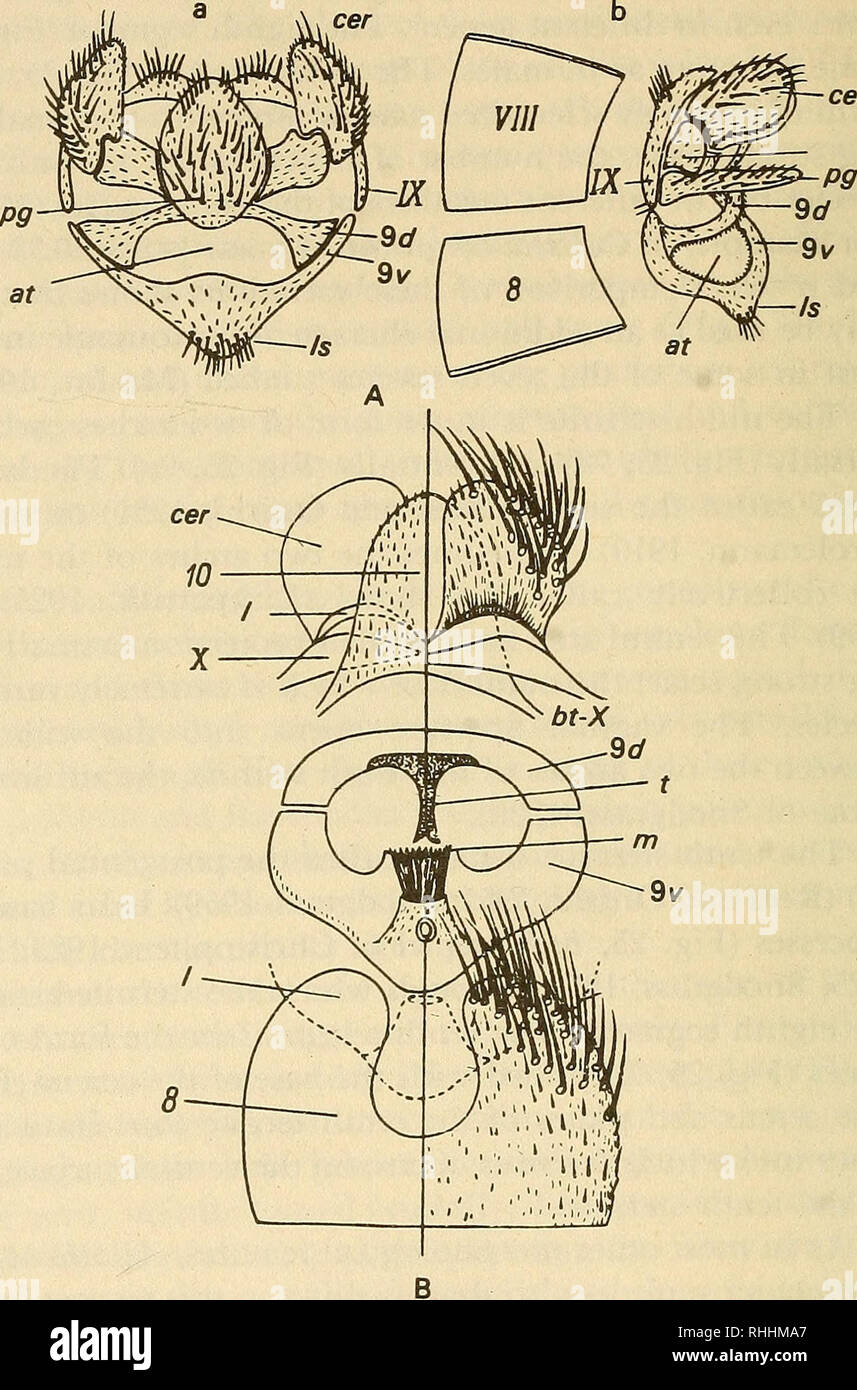 . Sangue-succhiando mosquitoes della subtribe Culisetina (Diptera, Culicidae) nel mondo della fauna. Le zanzare. 44 "ISR-TTn-?? ?. 39 Fig. 25. Struttura dell'estremità posteriore del Quliseta femmina (A) e un llotheo- haldia longiareolata (B). Genitali femminili di Culiseta sono mostrati in vista posteriore (a), vista laterale (b). a-atrio; 9d e 9v-dorsale e ventrale di archi del nono sternite; è-isolotti di arco ventrale del nono sternite; cer-cercus; /-lobi corres- ponding al sclerites; m-sclerotization mediana ventrale di arco; pg- postgenital piastra; t-sclerotization mediano di arcata dorsale e bt-X-t basale Foto Stock