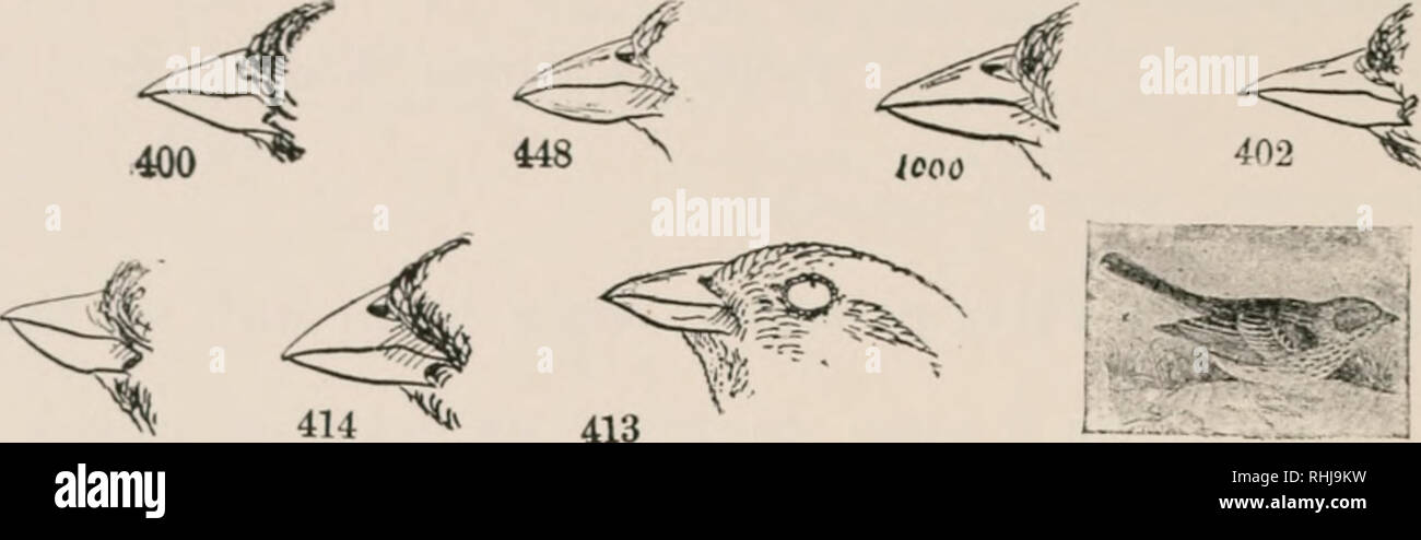 . Gli uccelli del Nord America orientale : noto verificarsi ad est del novantesimo meridiano. Uccelli -- America del Nord. 136 fino a; HIUDS DI KASTKIIN NoKTII AMKKICA. Kir-t primario, non -liori, mai le-&LT; rispetto al terzo-*- lon^ una seconda r; terzo, Bill Stout e conica e narici, elevata vicino al euhuen; primari 0; Tarso, Ilatteticd hHiiud. 424. In alto di bill. di MI -.^ Famiglia FRINQILL1D/E. Passeri, fringuelli, Buntings, ecc. Sec prima ]iriinary, non a breve, mai inferiore a terzi come loni; un&LT; terzo, e spesso quasi la stessa lunghezza: Bill, snello e sottolineato ; hark di Tarso, sottile e forte, non Foto Stock