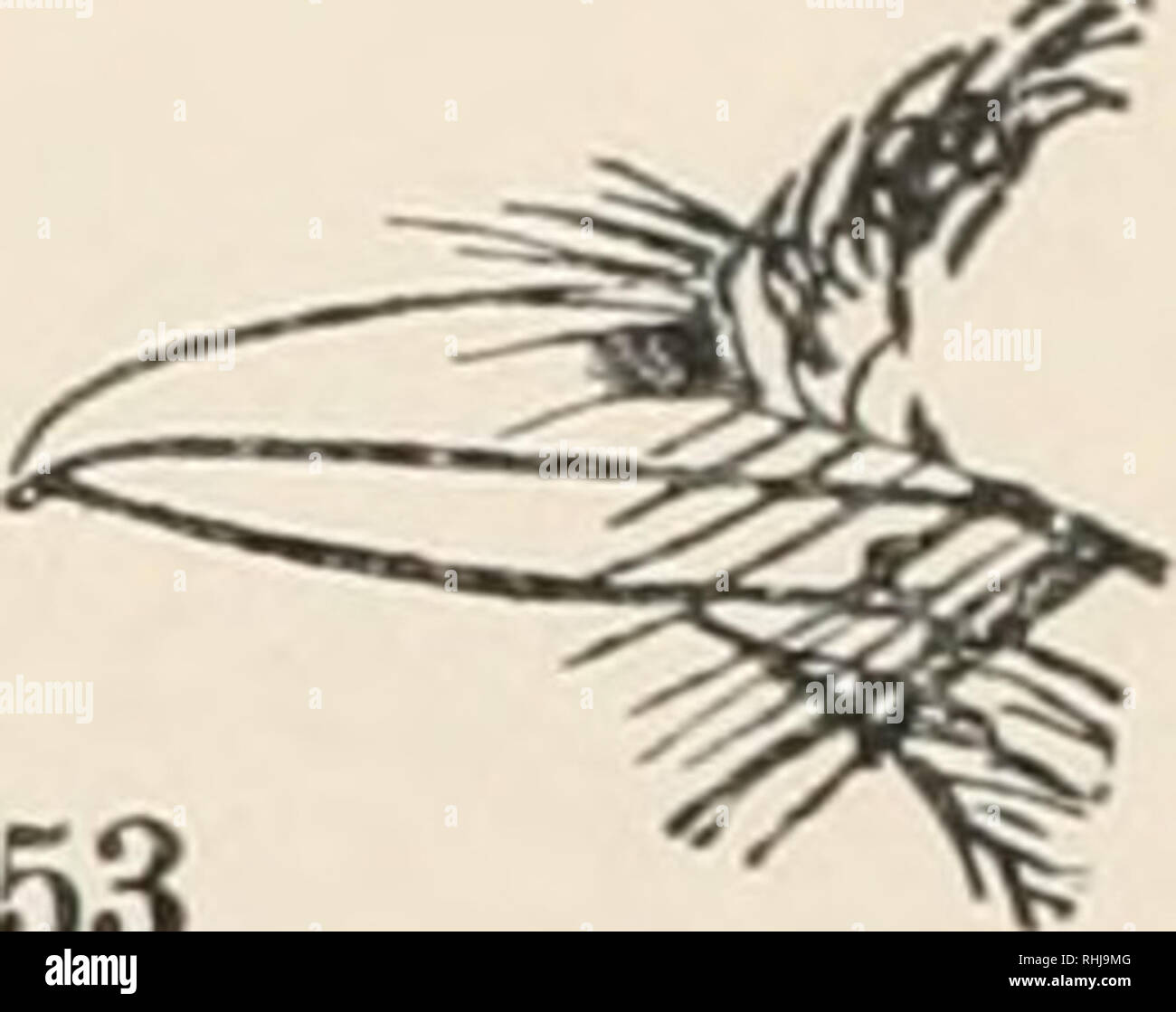 . Gli uccelli del Nord America orientale : noto verificarsi ad est del novantesimo meridiano. Uccelli -- America del Nord. In alto di bill. 353 lato ol' bill. Famiglia TYRANNID/E. Flycatchers. Vedi pagina 200. (2.) Bill, molto leggermente agganciato; non larga e piatta alla base, come nel Flycatch- ers; dita, uniti insieme in corrispondenza di base. Pianura uccelli colorati, di solito verdastra o grigiastro, ma mostrano spesso un leggero lavaggio di giallo su underparts; coda sempre senza macchie bianche; prima primaria, variabile, molto breve in alcune specie, in altri quasi come lungo come secondo.. Si prega di notare che queste immagini vengono estratte dalla pagina sottoposta a scansione immagini Foto Stock