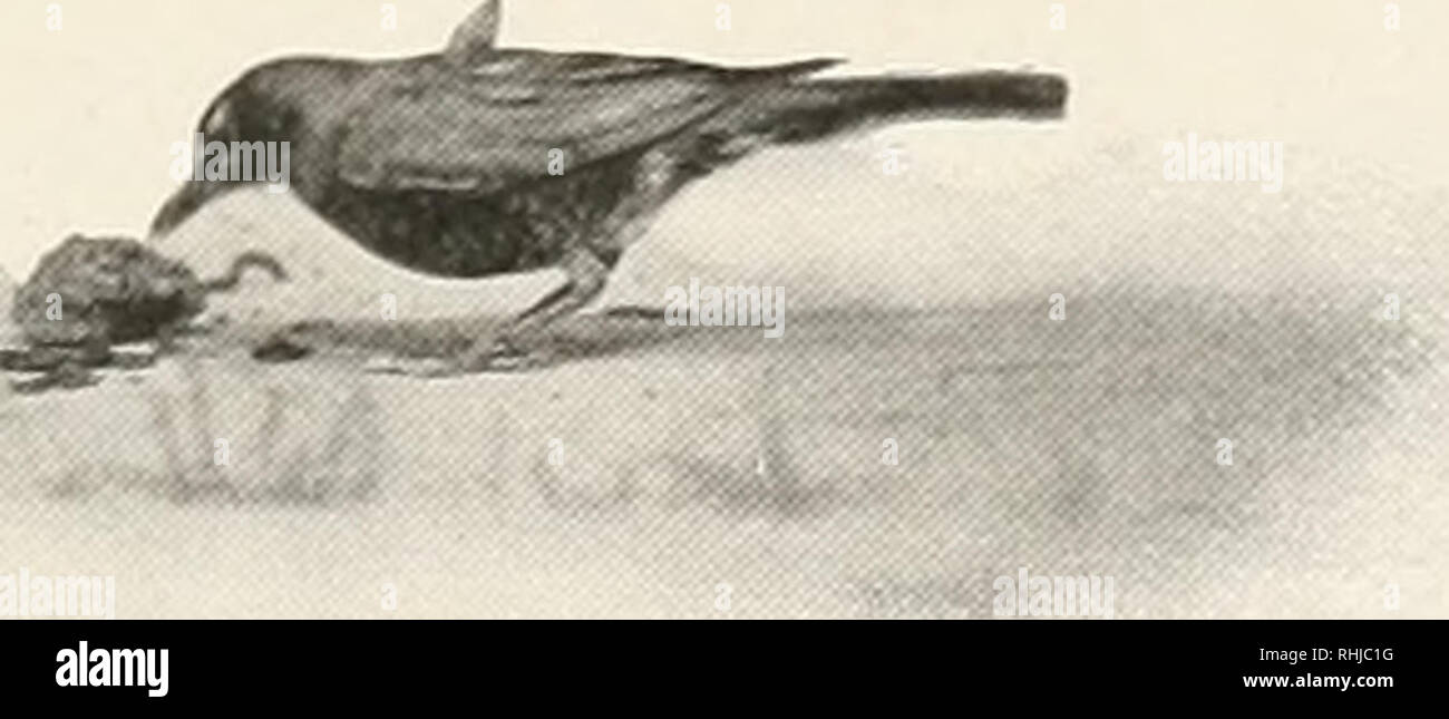 . Gli uccelli di Ohio; una scientifica completa e popolare descrizione del 320 specie di uccelli che si trovano nello stato. Uccelli -- Ohio. La AMERICAN RUBIN. 225 fine alla sua miseria. Il crudele spike è stata spinta attraverso la pelle e sotto- disteso il tessuto connettivo della gola in un orizzontalmente in direzione ascendente e l'uccello è stato impiccato con i suoi piedi penzolanti nel suo proprio nido. Un uovo intero ma colorate con ordure e imbevuto di una massa di uova rotte oltre, testimonia con eloquenza triste per la tragedia. Nonostante la legge-maker, che sapeva esattamente cosa il}- sono state facendo nel dichiarare il Robin degna di Foto Stock