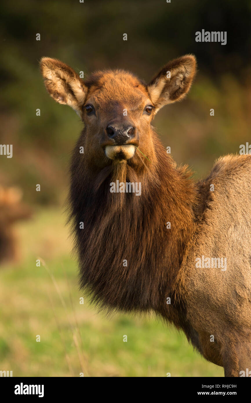 Roosevelt elk (Cervus canadensis roosevelti), il Parco Nazionale di Redwood in California Foto Stock