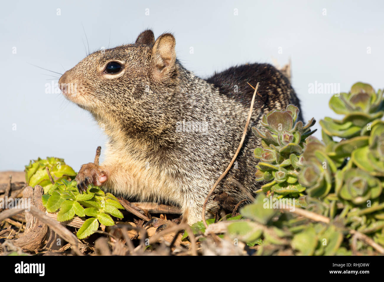 Massa Beechey scoiattolo (Otospermophilus beecheyi), MacKerricher State Park, California Foto Stock