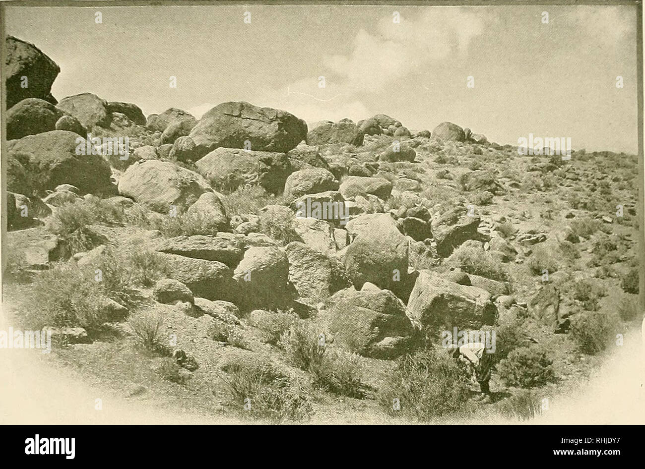 . Gli uccelli della California : una completa, scientifico e popolare conto del 580 specie e sottospecie di uccelli che si trovano nello stato. Gli uccelli; uccelli. La campana Sparrow. Prese nella contea di Inyo scena IN ALABAMA HILLS foto dall'autore queste rocce godetevi la distinzione di essere il più antico in America il ragazzo è di ispezionare un deserto SPARROW'S NEST contenente gli uccelli giovani n. 48 della campana Sparrow A. O. U. Xo. 574. Amphispiza belli (Cassin). Descrizione.-adulto (sessi simili): la testa e il collo sopra e sui lati profondo grigio neutro, il pileum lavato con Bruno, e con alcuni dusky albero-striature che increa Foto Stock