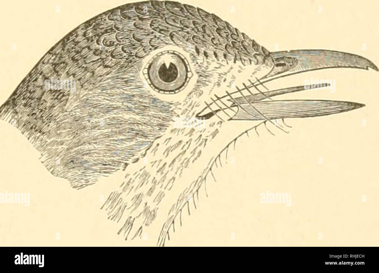 . Gli uccelli del Michigan. Gli uccelli. Dipartimento zoologico. 129 Famiglia TURDID.E. Tordi; Blu uccelli, ecc. Il cibo principalmente insetti, spesso frutto di solito dolce cantanti. Subfamiglia TURDIN^. Tordi. Genere TURDUS Linn.. Legno Thrnsh, dimensione naturale. 326-755-(6). Turdus mnstelinus (Qmel.). *Tordo legno; Tordo. Non rare; tutto lo stato; aprile e maggio ad ottobre; numeri diminuendo come i canneti sono chiariti; "si verifica in corrispondenza di Mackinac Inland" (S. E. bianco); "Keweenaw punto" (Kneeland); razze almeno nel sud della penisola; nidifica in maggio e giugno in alberi o arbusti, "in orcha Foto Stock