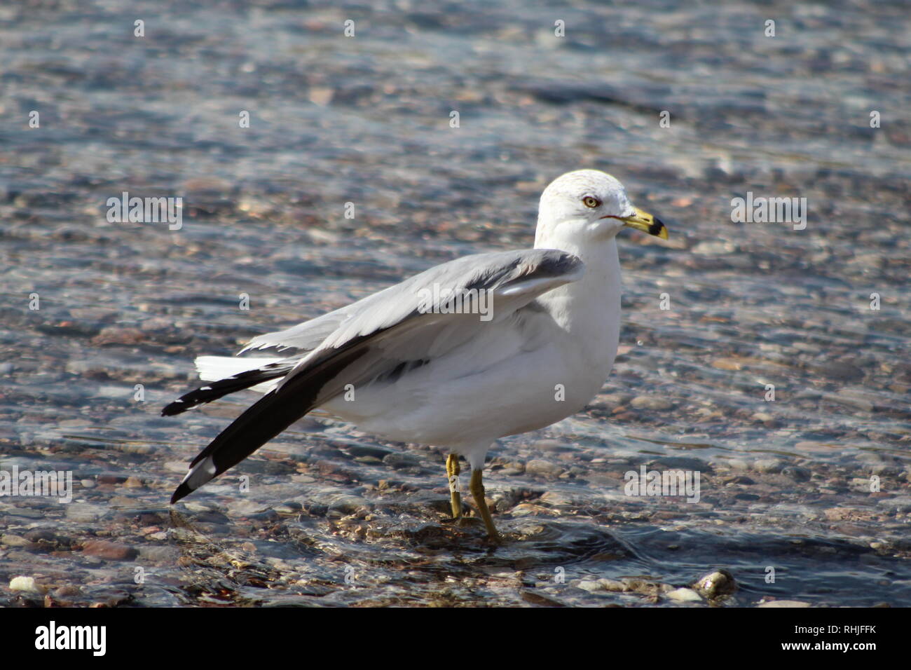 Gli uccelli sul fiume Colorado Foto Stock