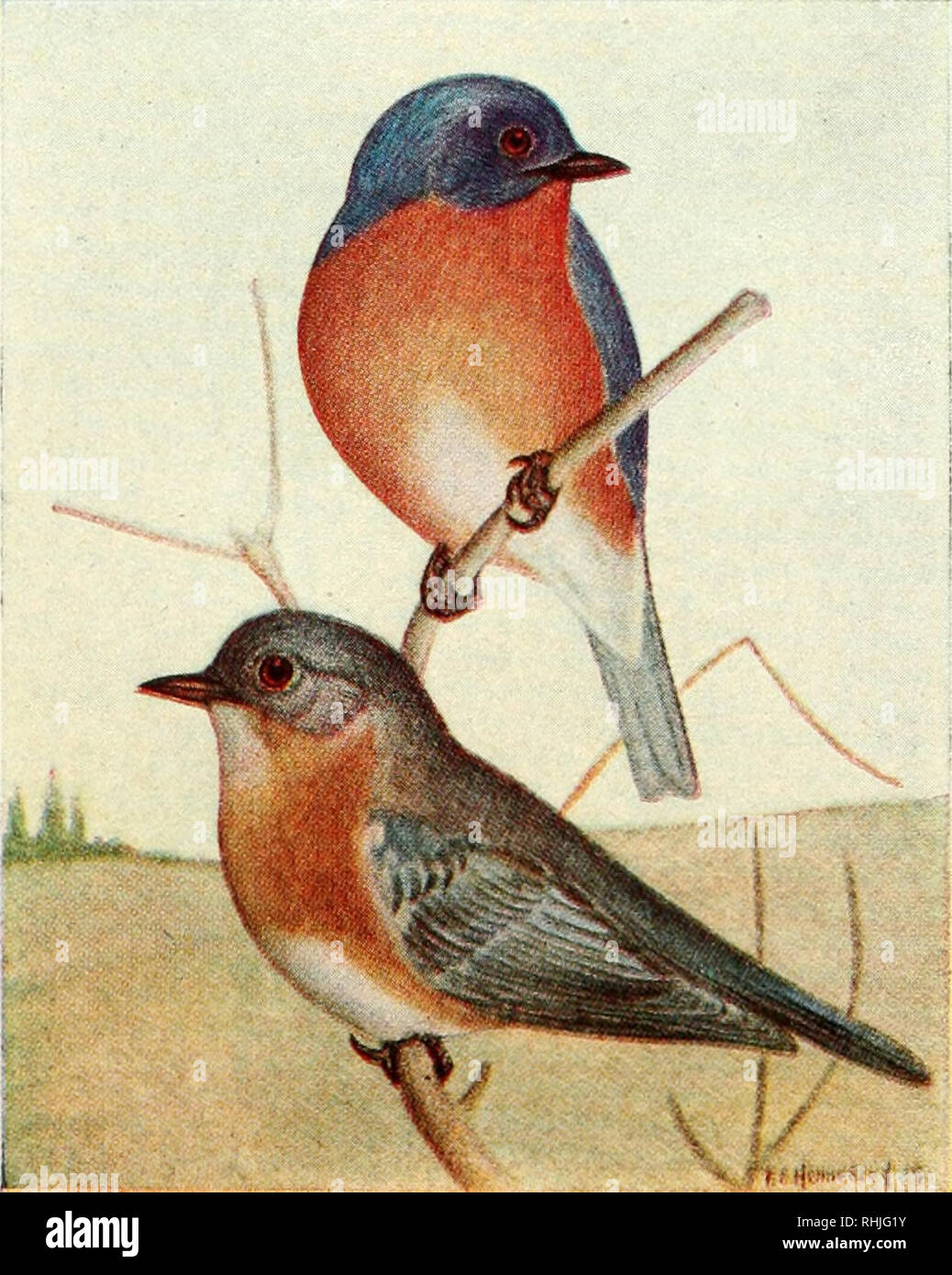 . Gli uccelli del Canada orientale. Uccelli -- Canada. A. American Robin (p. 217). Adulto bambino. B. Bluebird (p. 218). Maschio Femmina. Si prega di notare che queste immagini vengono estratte dalla pagina sottoposta a scansione di immagini che possono essere state migliorate digitalmente per la leggibilità - Colorazione e aspetto di queste illustrazioni potrebbero non perfettamente assomigliano al lavoro originale. Taverner, Percy Algernon, 1875-1947. Ottawa, J. de L. Tachprinter Foto Stock