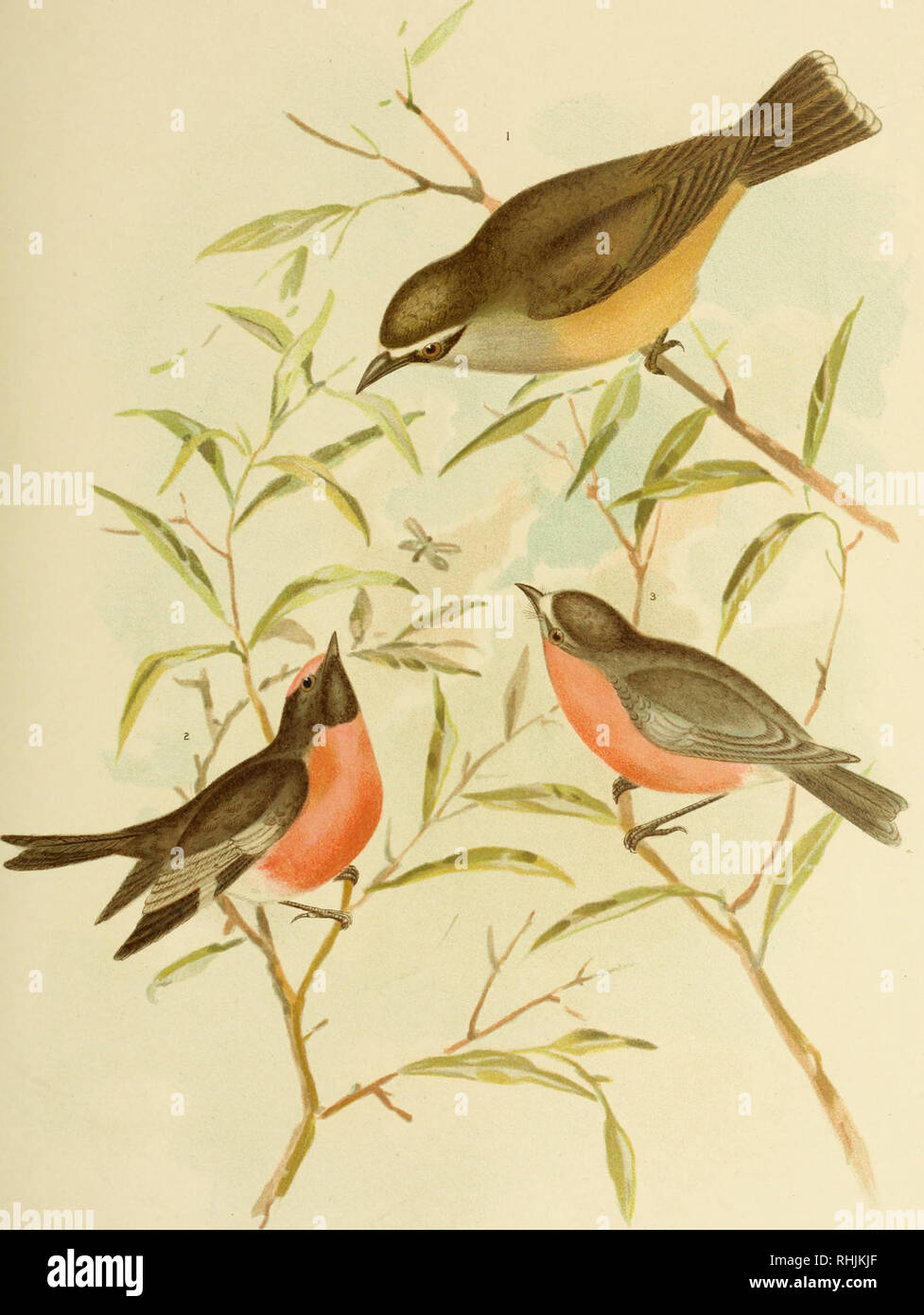 . Gli uccelli di Australia. Gli uccelli. PL XXIX VOL. "ST. G.J. Brinowskl. Fecif PCECI LODRYA5 CE R V I N I VE NTR È (Gould) 2 PETROICA 600DENOVII Buff-sided Robin Red-capped Robin 3 PETROICA PHCENICEA (Gould) fiamma-bpeashed Robin. Si prega di notare che queste immagini vengono estratte dalla pagina sottoposta a scansione di immagini che possono essere state migliorate digitalmente per la leggibilità - Colorazione e aspetto di queste illustrazioni potrebbero non perfettamente assomigliano al lavoro originale. Broinowski, Gracius J. (Gracius Giuseppe), 1837-1913. Melbourne [ecc. ] C. Stuart &AMP; co. Foto Stock