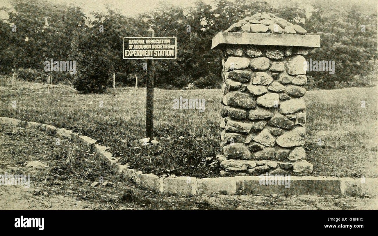 . Bird lore. Gli uccelli; uccelli; ornitologia. I rapporti degli agenti di campo 423. Ingresso al AMSTON stazione di esperimento. Fotografia di H. K. lavoro. stato dato, sia con la lanterna-sHdes e con moto-immagini. Un nuovo illus- quotato lecture di forma circolare è stato pubblicato ed è in fase di invio. Un numero considerevole di nuove fotografie di uccelli sono stati fatti per l'Associazione, e anche un certo numero di film di nuovi soggetti. Tra questi ultimi sono i seguenti: grandi concorsi di oche selvatiche e cigni sulla costa della Virginia, presa su un viaggio di U. S. Ufficio di indagine biologica, nel marzo 1917; una grande colonia di Tern su Foto Stock