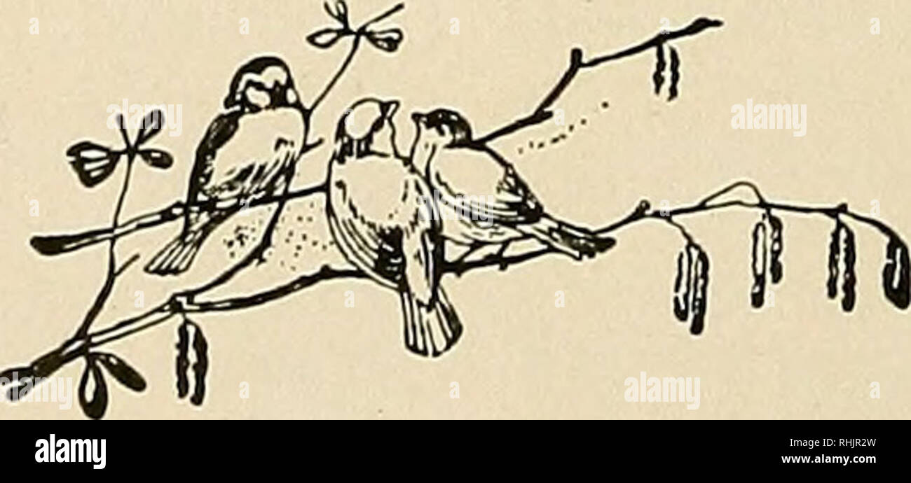 . Bird lore. Gli uccelli; uccelli; ornitologia. Bird - Lore Joslin, Ada L $2.00 Keyes, Waldo i.oo Kimball, Miss Martha S. . 10.00 Lee, S. E 25.00 Levey, W. Charlesworth (In Memoriam) 100.00 Lewis, la sig.ra agosto 10.00 può perdere un 2.00 Moore, Robert Thomas .... 50.00 Morgan, Miss Laura V i.oo Morison, la sig.ra John H 100.00 Normandie, James D 5.00 Noyes, Raymond 3.00 Petty E. R 5.00 Phillips, Giovanni C 10.00 Phinney, Charles G 3.00 Potts, la sig.ra William M 5.00 Procter, William 5.00 Putnam, Sig.ra A. S. . . . $1.00 ricca, Master Howard L. . 5.00 Russell, la sig.ra William Delano . 2.00 Savage, A. L 5.00 Saville, Sig.ra A. H Foto Stock