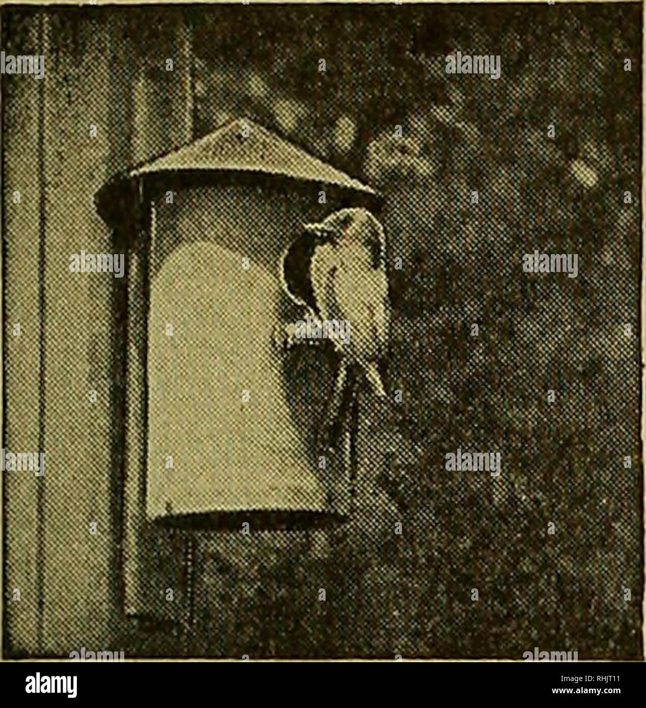 . Bird lore. Gli uccelli; uccelli; ornitologia. Ora è il momento di mettere la Packard Bird-Houses 50 centesimi-Perché pagare di più? Usato, approvato e approvato formalmente dal Massachusetts Audubon Society per la protezione degli uccelli piuma, durevole, ventilata, discreto, pulito facilmente, facilmente mettere in alto e gli uccelli li amo. Luisa dimensione per chickadees, scriccioli, ecc. Dimensioni Bluebird, per bluebirds, albero rondini, roverella picchi, ecc. Tre per $1.25 in anticipo, inviati a qualsiasi indirizzo nel New England, postpagato. Altrove aggiungere le spese di spedizione. Dimensioni dello sfarfallio, 75 centesimi ogni; due per $1.25 in anticipo. Inviato a qualsiasi di un Foto Stock