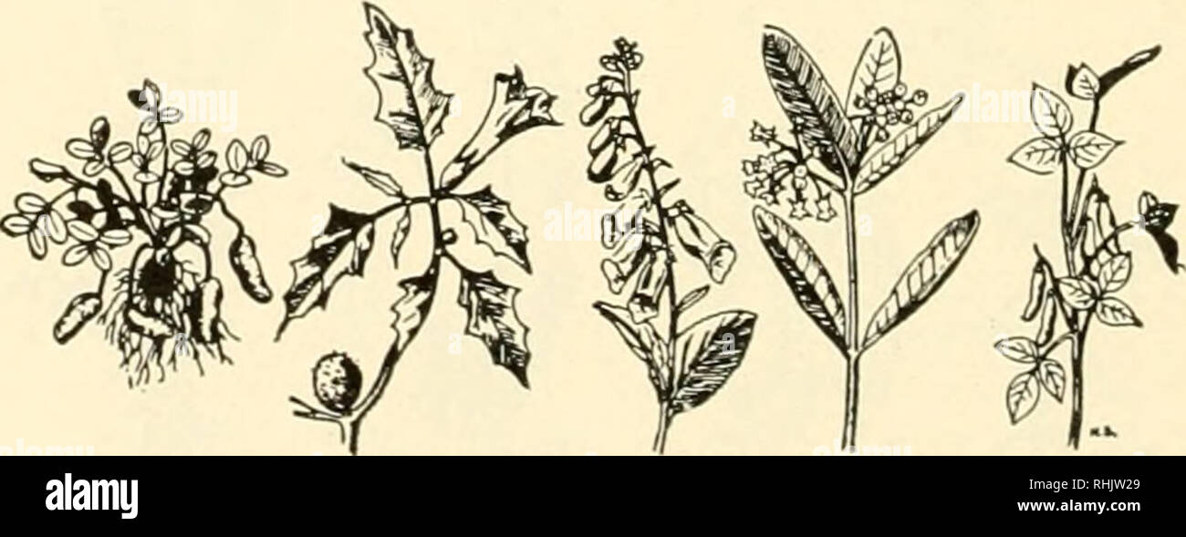 . Biologia e l'uomo. Biologia; gli esseri umani. W"li"-iobia secolo data pianta palm nocciolina ananas Junaon weed Foxglove Milkweed SoyNvin iTtjjuuni (ilgavil W^atna) lAnaaasi (AiwJUa) lAtfura) Wiailalu) iAadtpiOM) (in modo/aaas) 690. Si prega di notare che queste immagini vengono estratte dalla pagina sottoposta a scansione di immagini che possono essere state migliorate digitalmente per la leggibilità - Colorazione e aspetto di queste illustrazioni potrebbero non perfettamente assomigliano al lavoro originale. Gruenberg, Benjamin C. (Benjamin Charles), 1875-1965; Bingham, N. Eldred (Nelson Eldred), 1901-. Boston, New York, [ecc. ] Ginn e azienda Foto Stock