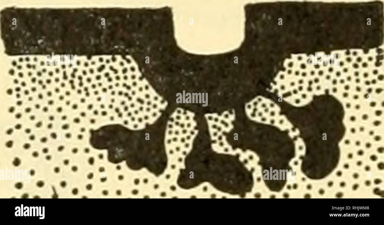 . Biologia dei vertebrati : uno studio comparativo dell'uomo e i suoi alleati degli animali. Vertebrati; vertebrati -- anatomia; anatomia di confronto. 226 della biologia dei vertebrati nipplo cavo. Si è così formato un tubo secondario o allungamento verso l'alto del latte tasca stessa, chiamato il latte canal, in cui le ghiandole mammarie pour la loro secrezione, di essere pompato alla punta del nipplo di false. L'apparato mammario si sviluppa ugualmente in entrambi i sessi fino al momento della pubertà, quando degenera nel maschio e diventa potenzialmente func- zionale nella femmina. Il maschio può produrre latte, come la primiti Foto Stock