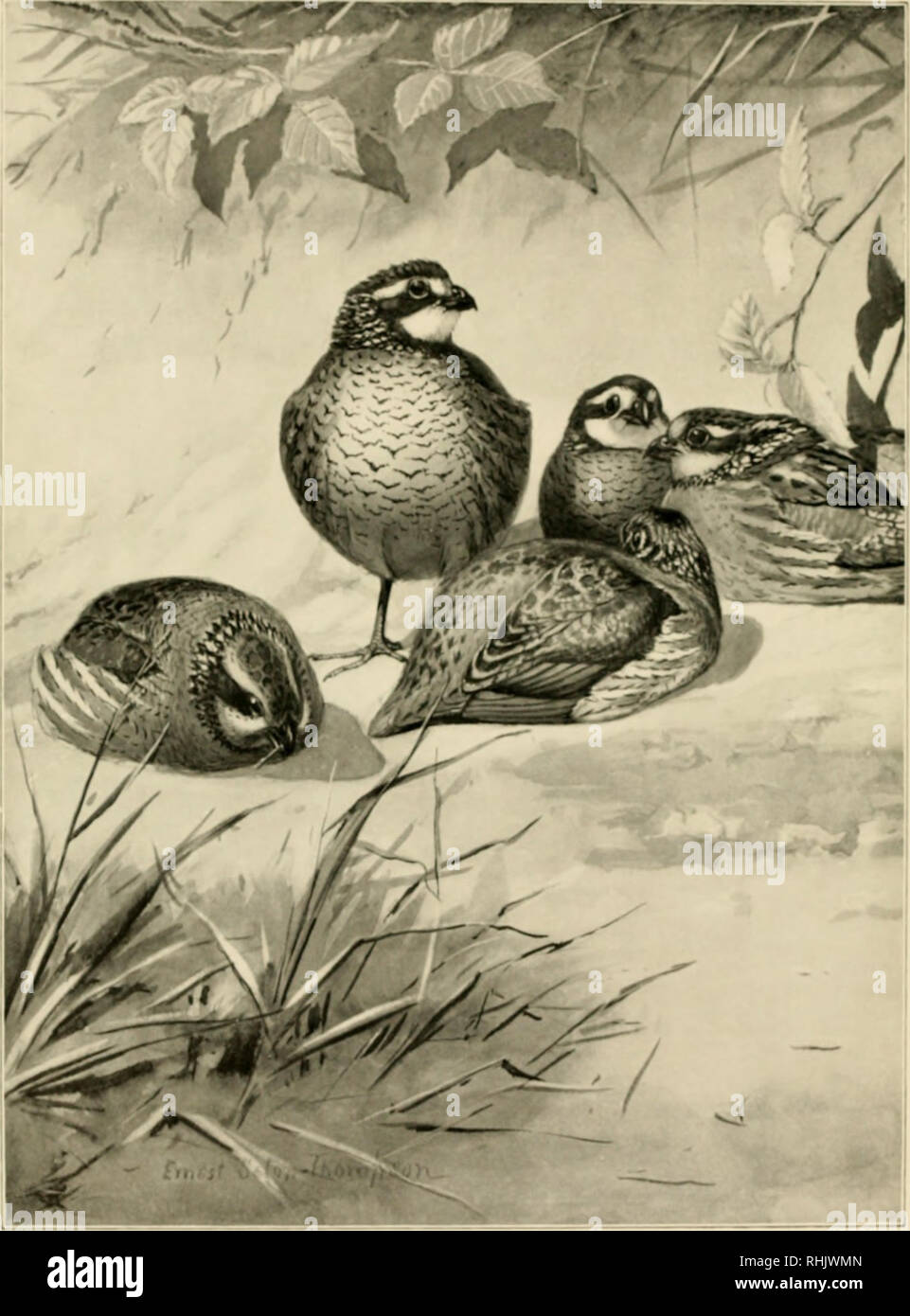 . Ritratti di uccelli. Gli uccelli. BOB-bianco. Si prega di notare che queste immagini vengono estratte dalla pagina sottoposta a scansione di immagini che possono essere state migliorate digitalmente per la leggibilità - Colorazione e aspetto di queste illustrazioni potrebbero non perfettamente assomigliano al lavoro originale. Seton Ernest Thompson, 1860-1946; Hoffmann, Ralph, 1870-1932. Boston, Ginn &AMP; l'azienda Foto Stock