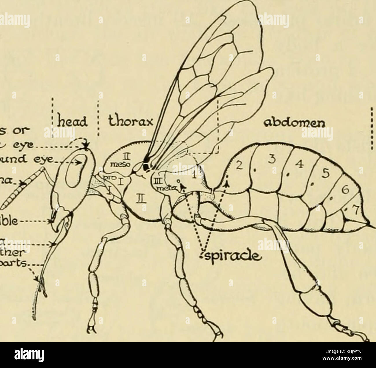 . Biologia; la storia di esseri viventi. 202 Organismi che illustra i principi biologici uno studio dei disegni illustrazione indica che l'ape, come altri insetti, ha tre divisioni del corpo - Testa, torace, e abdo- uomini, ma invece dei soliti tre parti toracica, vi sono quattro, poiché un segmento dal ventre diventa fusi con il torace. ocellus o- Semplice^ occhio occhio composto. ctntcnna. •MomcCible Tnaxilla ccndi othei^ bocca porti-- Sting ape operaia, vista laterale, i peli rimossi, che mostra le parti del corpo ed appendici sul lato sinistro. (Dopo Snodgrass.) lasciando solo sei visibile segm Foto Stock