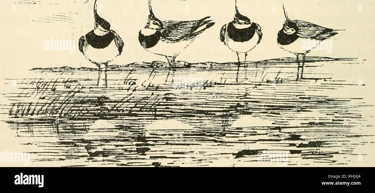 . Vita di uccello dei confini sulla brughiera e mare, con note faunistiche si estende per oltre quarant'anni. 200 vita di uccello dei confini del loro viaggio meridionale. Molto pochi rimangono tutto l'inverno, anche se ho girato uno, a caccia di" un fringuello, durante la neve pesante, su Dicembre 21st, e hanno altre note in gennaio e febbraio. I maschi adulti sono relativamente scarse. Il loro colore grigio-blu piumaggio mostra fino in contrasto con heather quando gli uccelli sono visto volare sopra di esso, ma assimila mirabilmente in tono con il grigio massi su cui sono così appassionato di palissonatura.. Peewits-una siesta.. Si prega di notare che queste immagini sono Foto Stock