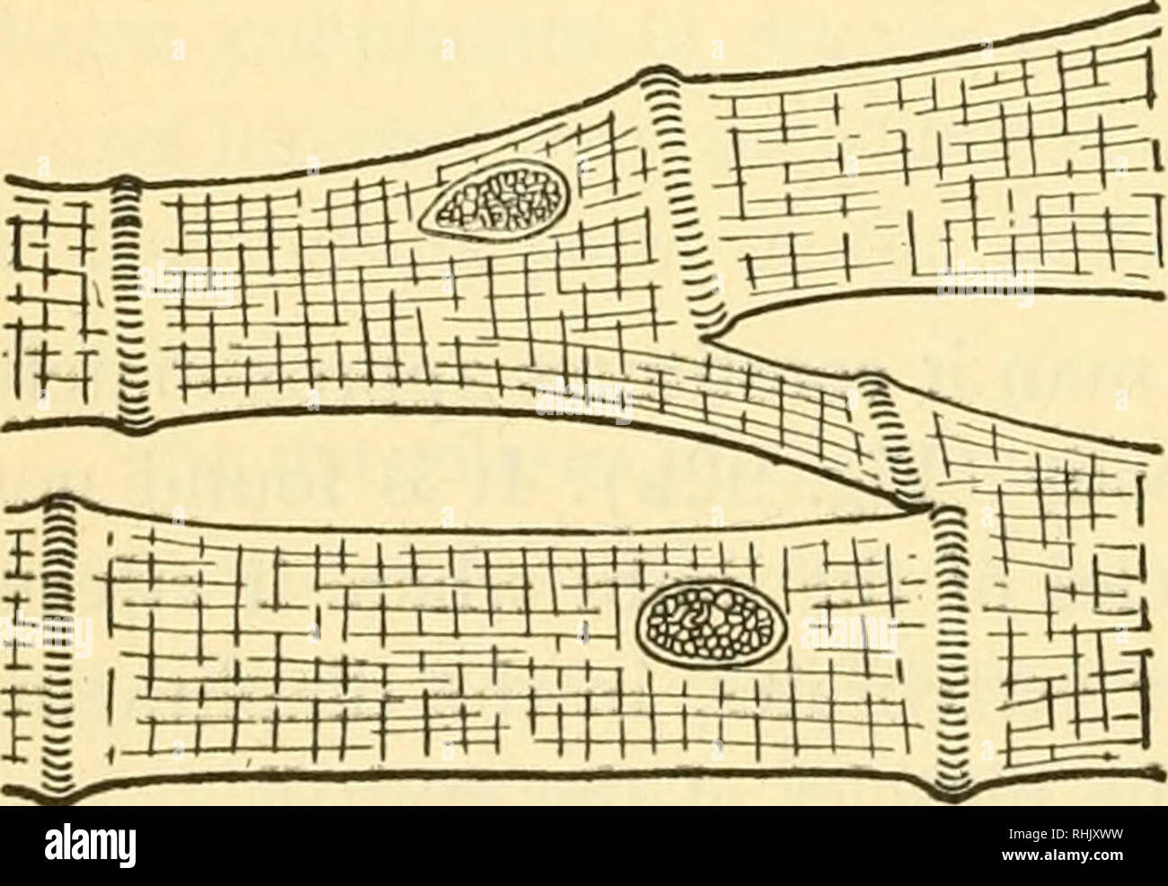 . Biologia dei vertebrati : uno studio comparativo dell'uomo e i suoi alleati degli animali. Vertebrati; vertebrati -- anatomia; anatomia di confronto. J54 della biologia dei vertebrati ferentiated in alternativa bande beadlike affiancati attraverso i fasci di fibre in maniera tale da produrre un effetto striato. Questi beadlike parti di myofibrils sono fisicamente e chimicamente a differenza del con- necting parti fra le "perle", perché la macchia differenzialmente con coloranti di anilina e di rifrangere la luce in modo diverso, le perle scure o anisotropi bande, è doppiamente rifrattivo paglierino polarizzati Foto Stock