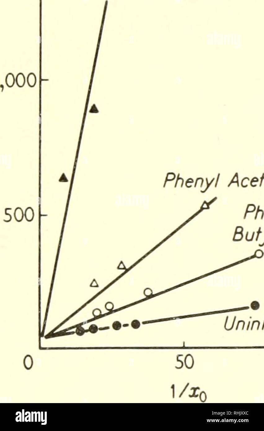 . Biophysical science. Biofisica. 17:4/ enzima cinetica della reazione idrolitica 331 Questa equazione indica che la massima velocità ottenibile sarà inferiore a Vm&amp;x anche se solo una traccia di inibitore x' è presente; è illustrata nella figura 10b. Altri tipi di inibitori sono stati trovati e studiati. Per esempio, alcuni possono reagire con ES ma non con E. 1.500 fenil propionato A. fenil acetato fenil Buiyrate disinibito 6- - T con CO a - A UNA O - una disinvolta -0 1 1 100 20 40 "'A (a) N2 (b) Figura 10. (A) inibizione competitiva dell'idrolisi di carboxybenzoxyglycyl-DL-phenyla Foto Stock