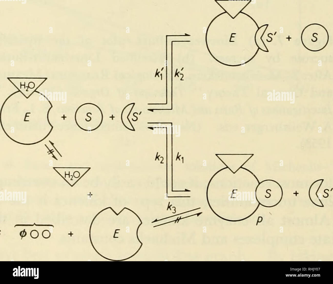 . Biophysical science. Biofisica. 328 enzima cinetica della reazione idrolitica /17 : 4 Molti inibitori reagiscono con l'enzima in maniera tale che il complesso intermedio ES non può essere formato. Un inibitore di questo tipo è chiamato un inibitore competitivo. Spesso, la loro struttura è simile a quella del substrato normale. Per esempio, l'enzima succinico deidrogenasi catalizza la rimozione di idrogeno da acido succinico. L'enzima viene inibito competitivamente con acido malonico. Le formule strutturali in Figura 8a mostrano le analogie del substrato normale e il suo inibitore. HO-C -O I H-C-H Succi Foto Stock