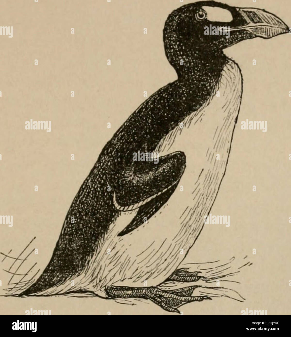 . Bird-life : una guida per lo studio del nostro comune uccelli. Uccelli -- Stati Uniti; uccelli -- Stati Uniti opere pittoriche. Forma e abitudine: l'ala. 21 nei mari antartici troviamo l'artico Auk6 sostituito da i pinguini, un gruppo in cui tutti i membri sono flightless. Essi sono in possesso di un notevole acquatiche. Fig. 8.-Grande Auk, mostra: relativamente piccola ala. (Lunghezza di uccello, 30 pollici; di ala, 5-70 pollici.; competenze e può, è detto, outswim anche pesce. Nidificano solo sulle isole isolate, dove non sono esposte agli attacchi di mammiferi predaceous. Tra svassi e anatre abbiamo illustratio Foto Stock