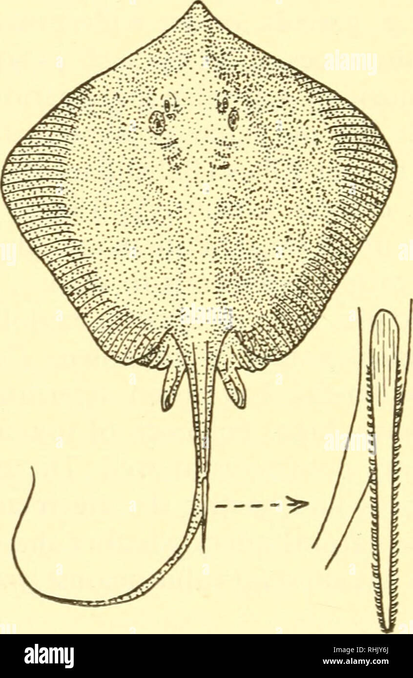 . La biologia degli animali marini. Animali marini; fisiologia, comparativo. 666 LA BIOLOGIA DEGLI ANIMALI MARINI cinquanta sting-ray spine incorporato in varie parti del suo corpo, in particolare a carico della bocca e gola. È suggerito che il pungiglione-ray usa la sua spina dorsale principalmente come arma offensiva (47, 52, 94, 95). Altri cuscinetto elasmobranchs spine velenose sono i Port Jackson Heterodontus squalo, la spinosa gattuccio Squalus acanthias e il chimae- roids Chimera monstrosa e Hydrolagus colliei. Questi animali hanno un dorso scanalato nella parte anteriore della pinna dorsale. La disposizione è molto lo stesso come nella sti Foto Stock