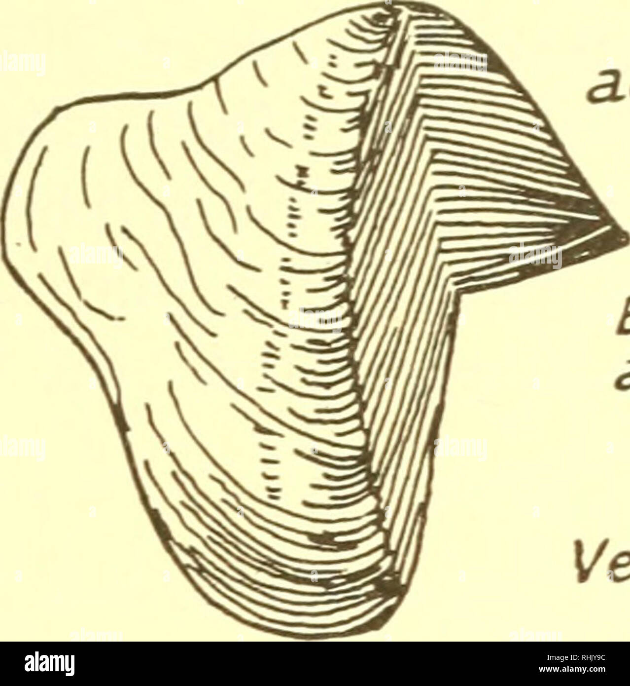 . La biologia degli animali marini. Animali marini; fisiologia, comparativo. Scheletri,ripari e difese speciali 661 la pressione idrostatica viene mantenuta nel mantello fluido, che mantiene il noioso fine dell'animale premuto contro la testa del Burrow. Linee di Teredo burrow con una secrezione calcarea e può chiudere la dorsale esterna di azionamento della manopola"-lama apofisi simili. Si prega di notare che queste immagini vengono estratte dalla pagina sottoposta a scansione di immagini che possono essere state migliorate digitalmente per la leggibilità - Colorazione e aspetto di queste illustrazioni potrebbero non perfettamente assomigliano al lavoro originale. Foto Stock