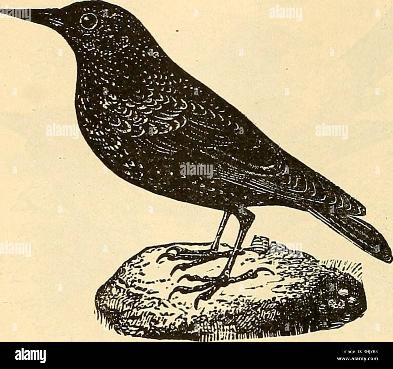 . L'Uccello azienda alimentare il libro di gabbia di uccelli:. Gli uccelli da voliera. La STARLING. La stella ling è uno oi i più dotati di talento di uccelli. La sua discrezione i s meravigliosa - Egli può cantare, fischio, e parlare. L'ultimo accompa- plishment canbetaught a lui al- la maggior parte come leggere- ily come a un pappagallo. Dimensioni, egli è più grande di una mucca nero- bird ed è di un illustre verdastro-nero, con macchie di colore verdastro al di sopra del corpo; il disegno di legge è di colore marrone. Per gli storni richiedono una grande dimensione Mockmg Bird Cage, e dovrebbe essere alimentato al preparato beffardo Bird cibo. Un maschio di Starling, inizio a fischiare, vale la pena di |5.oo- quello che parla, io25.00 per |ioo.oo.. TH Foto Stock
