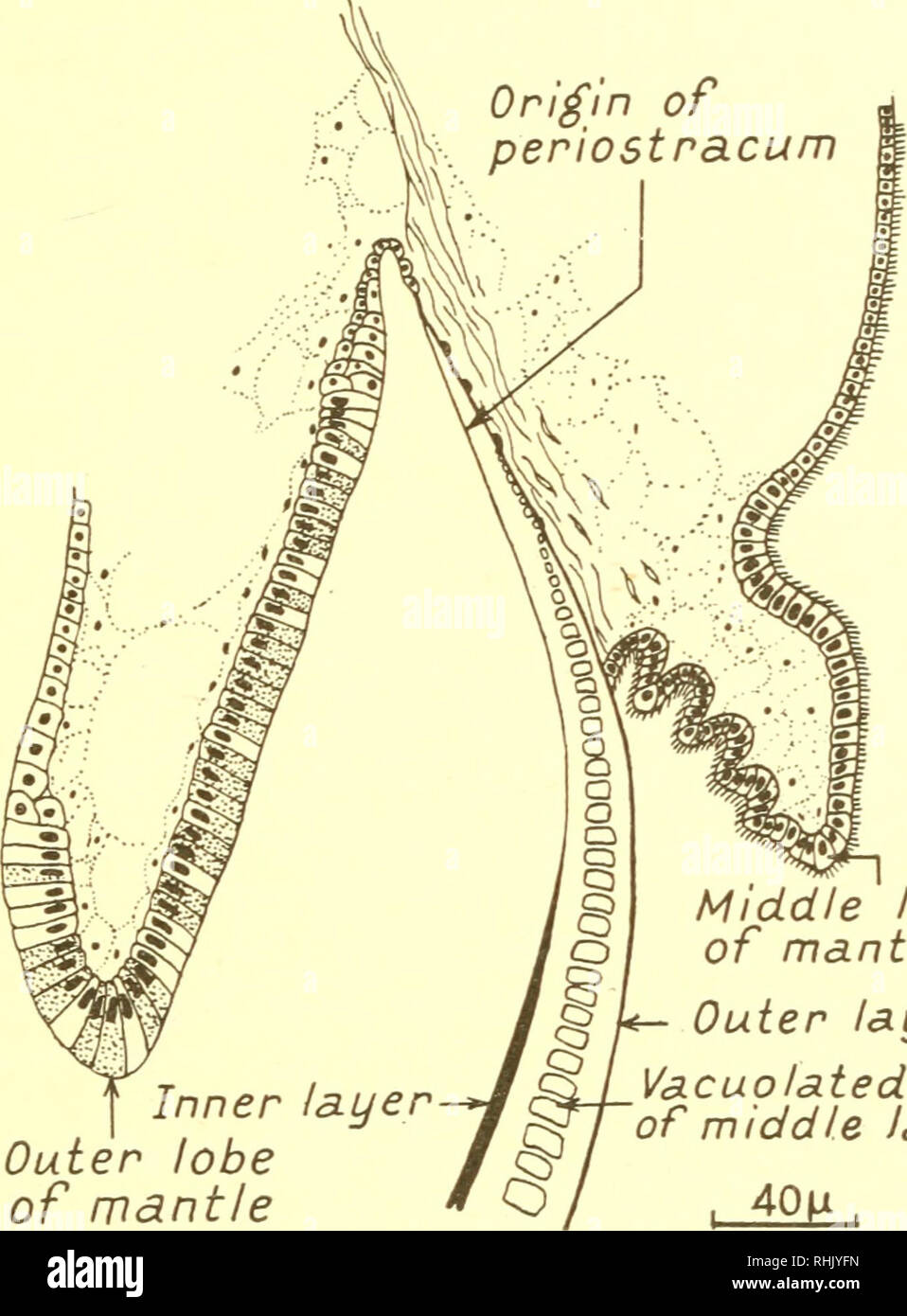 . La biologia degli animali marini. Animali marini; fisiologia, comparativo. Scheletri,ripari e difese speciali 649 15.5). La cerniera è divisa in due strati principali, interna ed esterna, entrambi dei quali sono costituiti da proteina abbronzata. Lo strato interno contiene anche CaC03 e lo strato esterno dei depositi di lipoid. Le cavità interne delle branchie sono ricoperte da una sostanza di supporto che è una proteina fibrillare che assomiglia alla proteina non abbronzata del bisso (9, 12, 105, 112). Interno di spicole. A prescindere da esoscheletri, tessuti di taluni molluschi sono rafforzate da spicole di vario genere. Questi sono Foto Stock