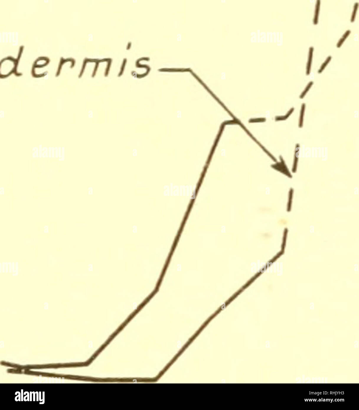 . La biologia degli animali marini. Animali marini; fisiologia, comparativo. Scheletri, ripari e difese speciali 643 stimolo ormonale rilascia l attività della tirosinasi e sangue tirosina è convertito in idrossifenol. I polifenoli diffondono verso l'esterno per l'epicuticle, dove vengono ossidati a orthoquinones; quest'ultimo indurisca il epicuticle e strati esterni del endocuticle. Le ghiandole tegumental sembrano essere la fonte di polifenolo ossidasi (10, 11, 27, 68, 69). Un altro importante e talvolta dominante, fattore di indurimento è la deposizione dei sali di calce. Dopo la muta, calcificati Foto Stock