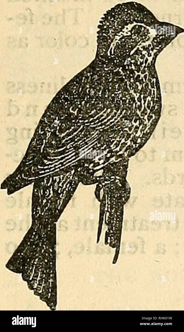 . L'Uccello azienda alimentare il libro di gabbia di uccelli:. Gli uccelli da voliera. 53. Maschio o femmina fringuelli vale la pena ^1,50 ; quando nella canzone completa, ho5.00. Il LINNET ROSSO. Questo uccello che viene spesso chiamato il Purple Finch è un beau- tiful, grande, un 1 allegro songster. Il colore del maschio è una ricca, d^i k crimson, che è più profonda sulle parti superiori del corpo; la sua coda e le ali sono di un polveroso marrone. La sua canzone è molto dolce ed è somet mes effuso per ore, con appena un minuto di intervallo per il resto egli è abbastanza heardy, e avranno successo su una dieta di scagliola, di tanto in tanto con un po' di girasole se Foto Stock