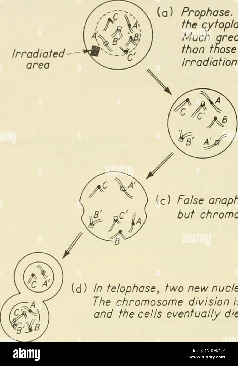 . Biophysical science. Biofisica. 196 eventi cellulari prodotte da radiazioni ionizzanti /I0 : 5 amminoacido cisteina che tendono a reagire con i radicali liberi formati nella irradiazione di acqua, limitare il danno cellulare di radiazioni ionizzanti. Sia l'effetto di ossigeno e quella di agenti di protezione può essere inter- Prophase. Irradiazione ultravioletta del citoplasma provoca il mandrino a scomparire. Molto maggiore di dosi sono necessarie rispetto a quelli necessari nella irradiazione diretta di cromosomi. Area irradiata. (B) Falso metafase. I cromosomi non riescono a linea fino alla piastra equatoriale. (C) Falso anaphase. Cella con Foto Stock