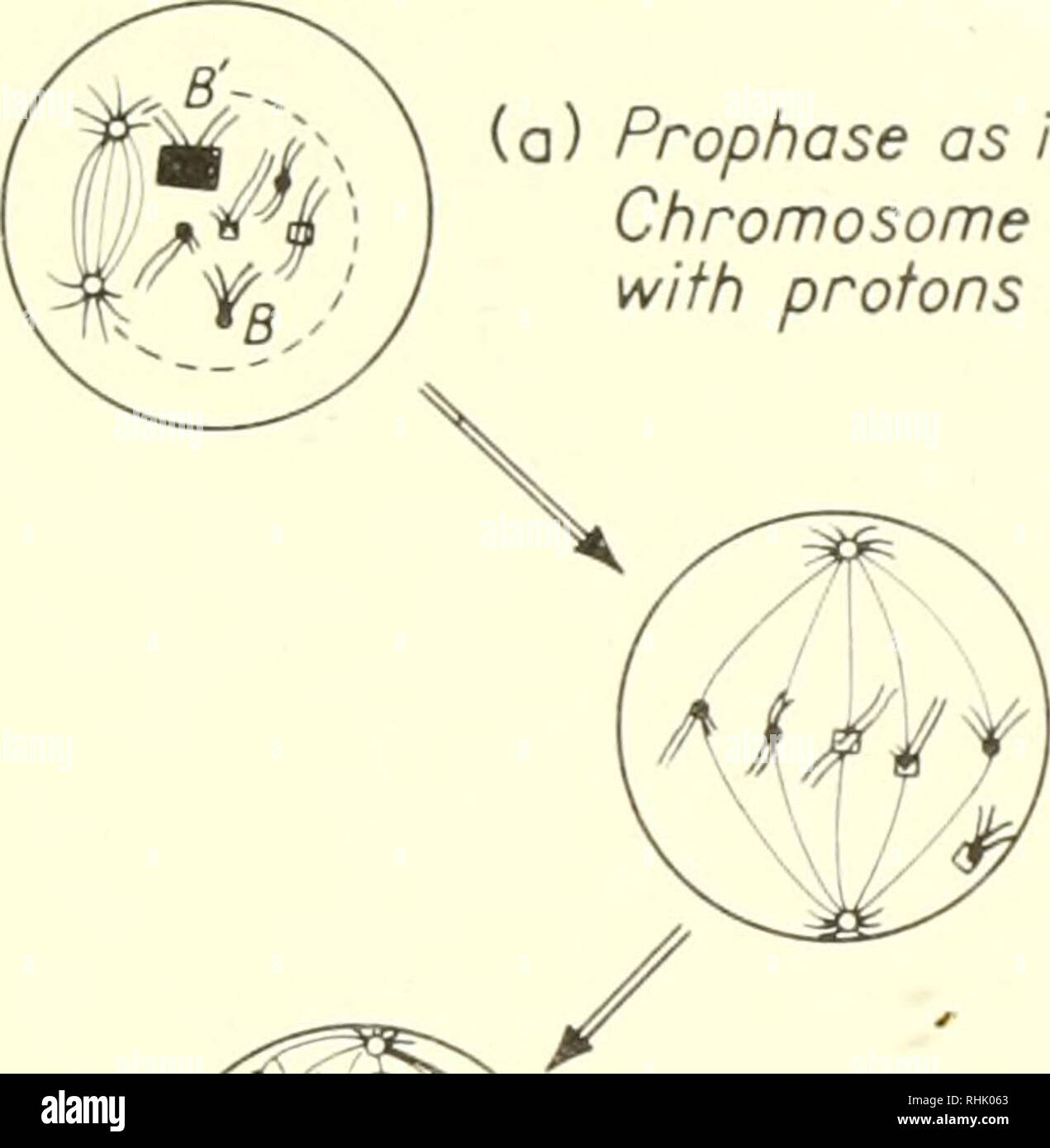 . Biophysical science. Biofisica. 10 : 4/- eventi cellulari prodotte da radiazioni ionizzanti 195 la maggior parte degli effetti sulle cellule che si dividono rapidamente sono associate ad alterazioni del materiale cromosomico o fuso. Il microfascio esperimenti di Zirkle e collaboratori indicano che variazioni cromosomiche sono estremamente locale. Questo suggerisce che essi sono effetti diretti associati con un volume sensibile. Studi di dosaggio analogamente mostrano che solo un singolo (a) Prophase come in Fig. 2 (b). Cromosoma B' è bombardato con protoni presso il centromero.. Si prega di notare che queste immagini vengono estratte dalla pagina sottoposta a scansione immagine Foto Stock