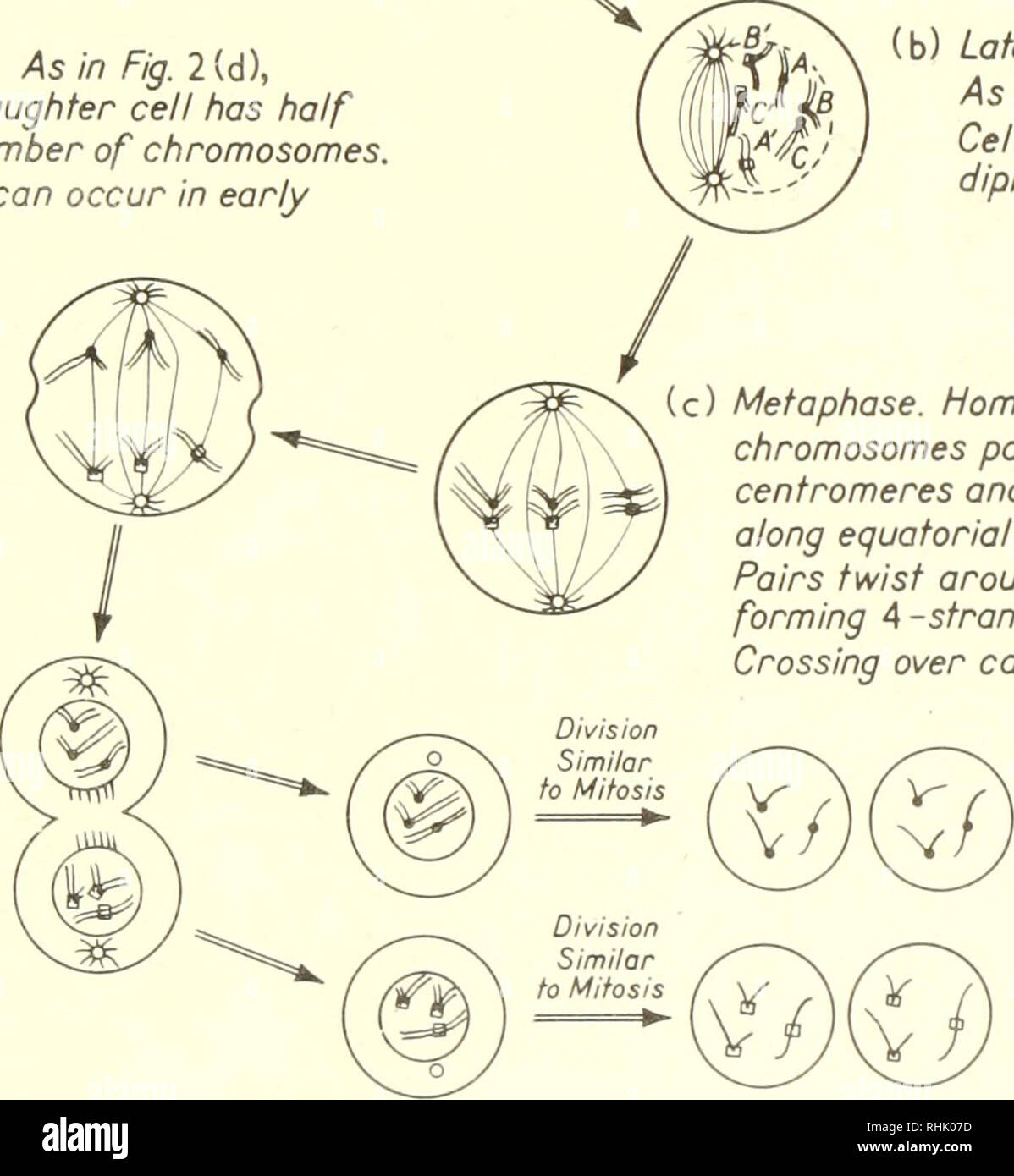 . Biophysical science. Biofisica. (D) la tardiva anaphase. Come in Fig. 2(d), tranne per il fatto che ogni cellula figlia ha la metà del numero originale di cromosomi. Attraversando può verificarsi nei primi anaphase. (E) Telophase. Due cellule aploidi sono formate. Nota ciascun cromosoma è a doppio filamento. (B) Fine prophase. Come in Fig. 2(b). Cella è chiamato diploide. La metafase. I cromosomi omologhi coppia fino a centromeres e la linea in alto lungo il piano equatoriale. Coppie twist attorno a ciascun altro formando 4 gruppi a filamento. Attraversando può verificarsi. (F) aploidi le cellule a crescere e a subire la mitosi, risultante in quattro cellule aploidi. I cromosomi ar Foto Stock