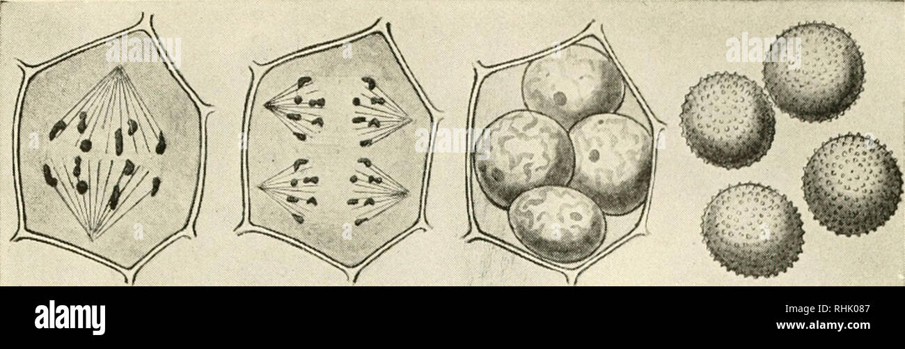 . Biologia e l'uomo. Biologia; gli esseri umani. Divisione di riduzione nella madre di spore la divisione cellulare di due nuclei aploidi formazione di quattro cellule aploidi quattro liberati granelli di polline l origine dei granelli di polline nel polline madre-cella il nucleo subisce due divisioni senza la formazione della cella-pareti. In una delle divisioni i cromosomi sono ridotte a metà il numero normale. Attorno a ciascuno dei quattro nuclei ispessimento della parete cellulare è formata. Questo più o meno arrotondata cella diviene separato dagli altri ed è un granello di polline che cosa il earUer giardinieri e biologi non sapeva e non poteva non Foto Stock