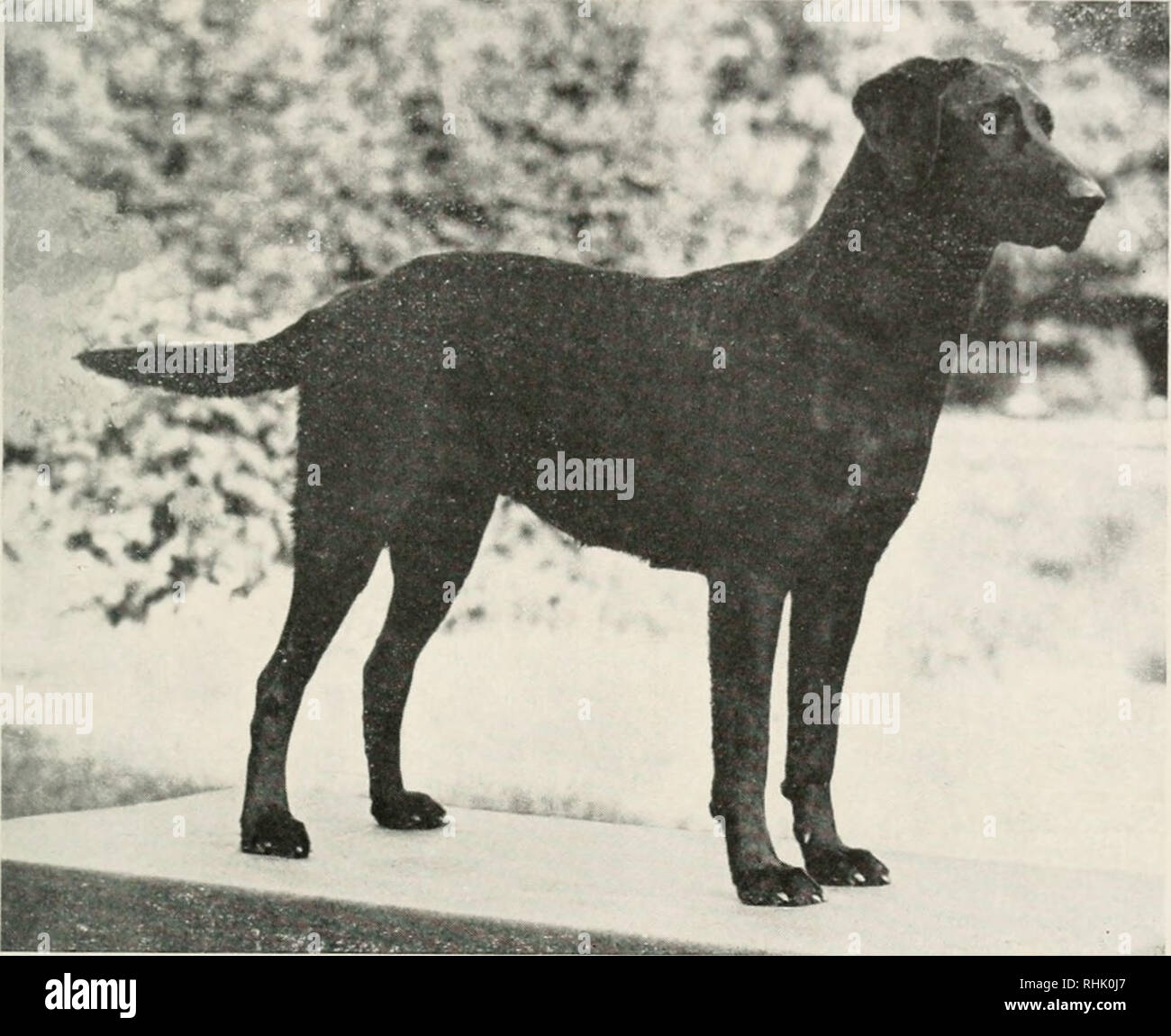 . I cani di uccello nello sport e la conservazione. I cani di uccelli; i cani. YEATTER: BIRD CANI NELLO SPORT E LA CONSERVAZIONE 03 Il Labradoi- Retriever dovrebbe essere un estremamente attivo cane, fortemente costruito e ad accoppiamento stretto; deve avere una buona molla di nervature e ampia, ben sviluppata di lombo e quarti posteriori. Un appassionato di naso, intelligence, nervi stazionario, stamina, e un innato desiderio di compiacere il suo padrone rendono il Labrador un eccellente caccia ir^i^h^^^H^. Il Labrador è uno dei nostri più popolari retrievers sia per gli uccelli acquatici e Altopiano di gioco. Gatti sono fortemente costruito e possiedono stamina, intel- ligence e nervo stabile Foto Stock